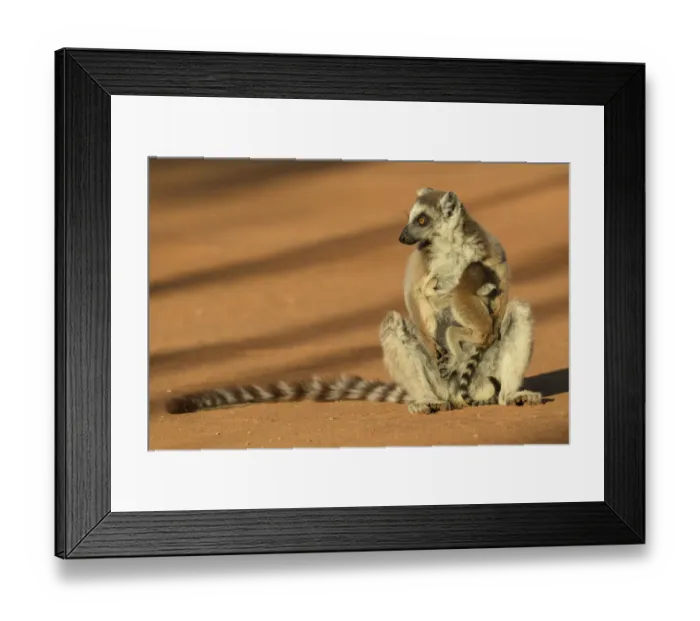 Framed Print : Ring-tailed lemur (Lemur catta) suckling baby. Berenty Reserve, Madagascar Framed Print : Ring-tailed lemur (Lemur catta) suckling baby. Berenty Reserve, Madagascar