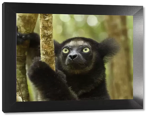 Indri (Indri indri), portrait. Palmarium Reserve, Madagascar
