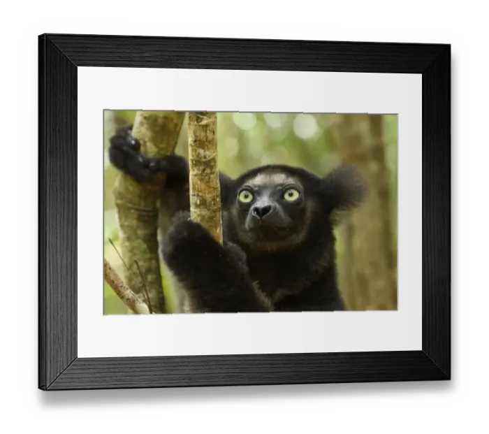 Framed Print : Indri (Indri indri), portrait. Palmarium Reserve, Madagascar