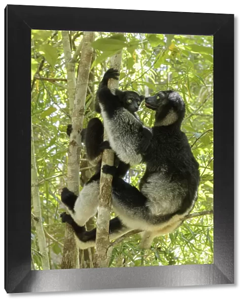 Indri (Indri indri), two climbing trees in rainforest. Palmarium Reserve, Madagascar