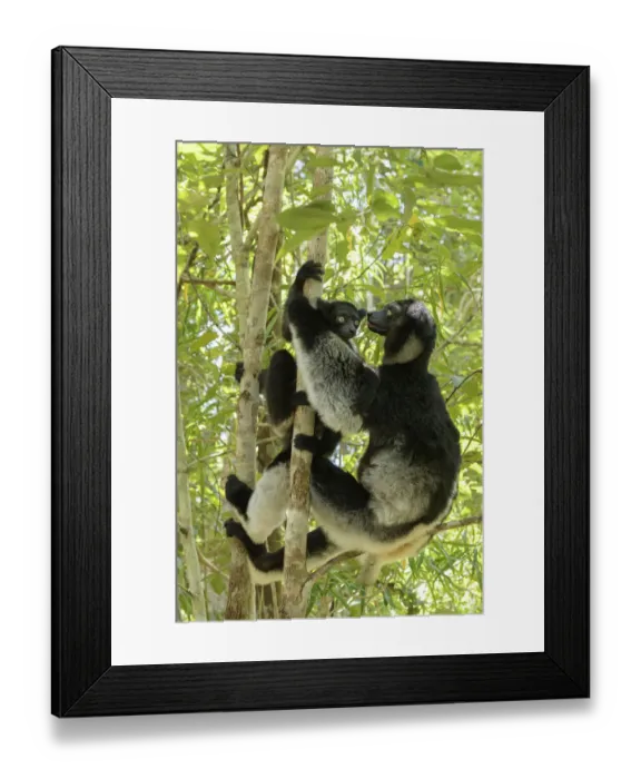 Framed Print : Indri (Indri indri), two climbing trees in rainforest. Palmarium Reserve, Madagascar Framed Print : Indri (Indri indri), two climbing trees in rainforest. Palmarium Reserve, Madagascar