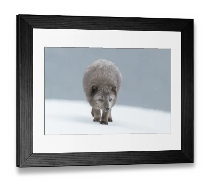 Framed Print : Arctic fox (Vulpes lagopus), blue colour morph in winter coat walking through snow Framed Print : Arctic fox (Vulpes lagopus), blue colour morph in winter coat walking through snow