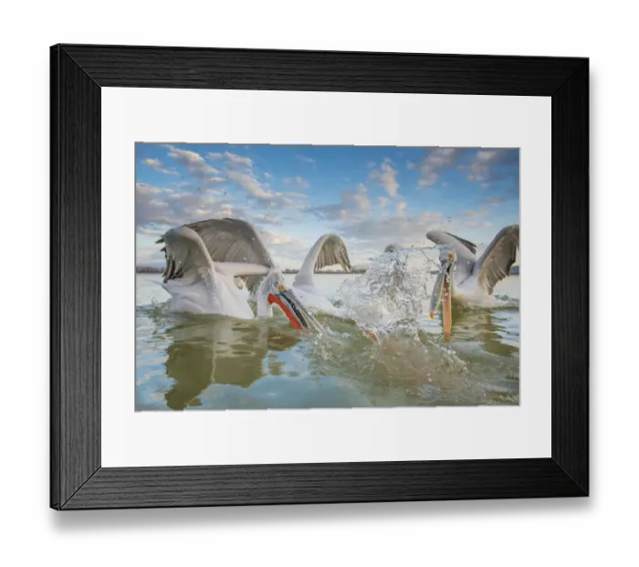 Framed Print : Dalmatian pelican (Pelicanus crispus) group squabbling over fish, Lake Kerkini, Greece Framed Print : Dalmatian pelican (Pelicanus crispus) group squabbling over fish, Lake Kerkini, Greece
