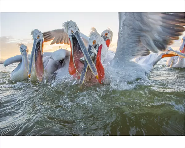 Dalmatian pelican (Pelicanus crispus) group squabbling over fish, Lake Kerkini, Greece