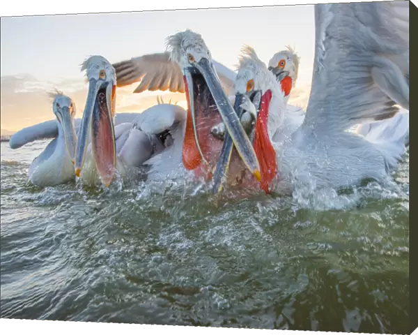 Dalmatian pelican (Pelicanus crispus) group squabbling over fish, Lake Kerkini, Greece