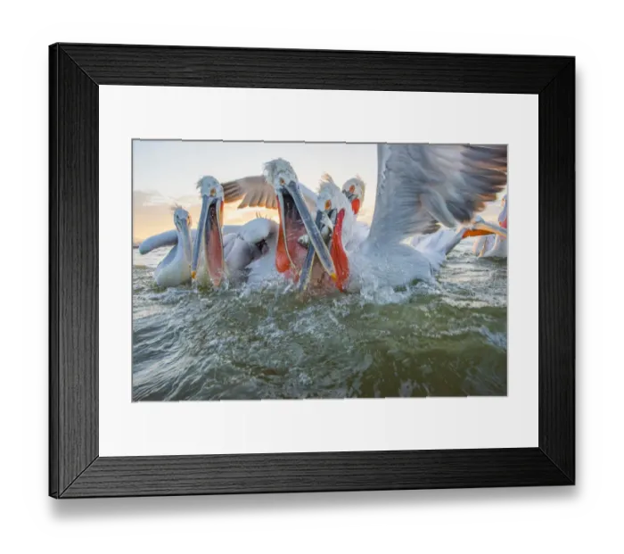 Framed Print : Dalmatian pelican (Pelicanus crispus) group squabbling over fish, Lake Kerkini, Greece Framed Print : Dalmatian pelican (Pelicanus crispus) group squabbling over fish, Lake Kerkini, Greece