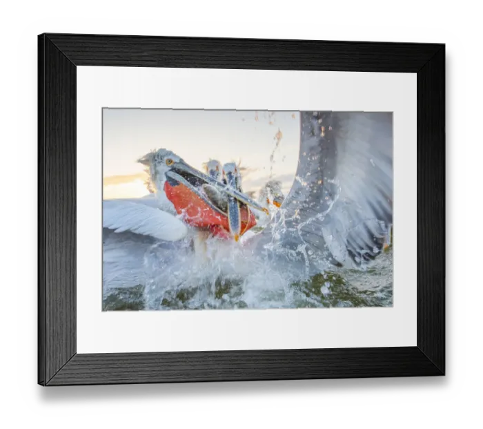 Framed Print : Dalmatian pelican (Pelicanus crispus) group squabbling over fish, Lake Kerkini, Greece Framed Print : Dalmatian pelican (Pelicanus crispus) group squabbling over fish, Lake Kerkini, Greece