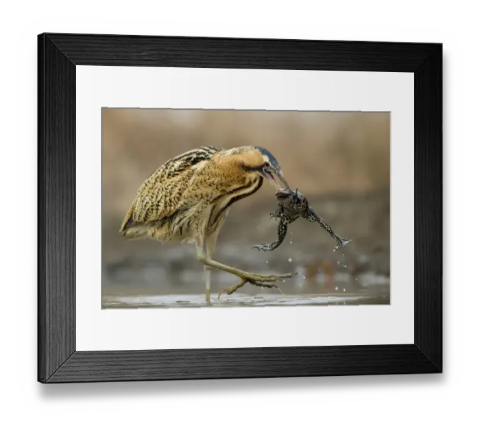 Framed Print : Bittern (Botaurus stellaris) with marsh frog that has just woken up from hibernation