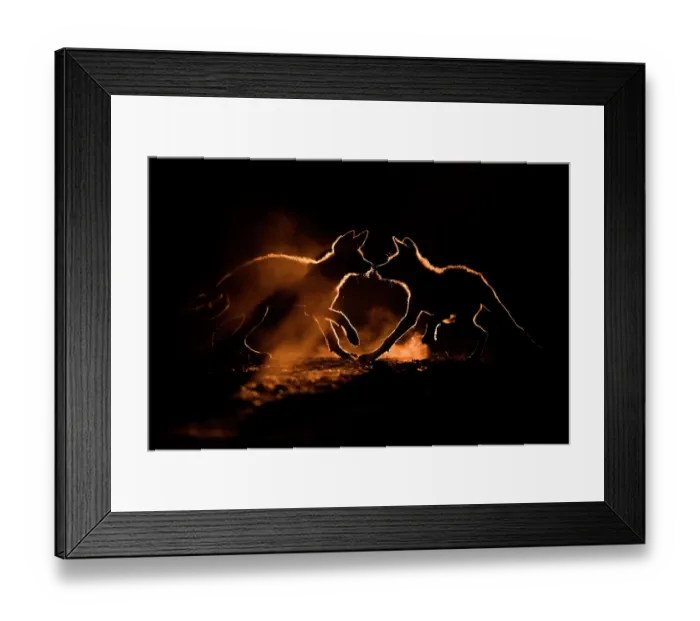 Framed Print : Wild dog (Lycaon pictus) two pups playing in dust, Mkuze, South Africa. August Framed Print : Wild dog (Lycaon pictus) two pups playing in dust, Mkuze, South Africa. August