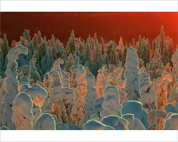 Snow-covered taiga forest in Finland. Honoured in the MontPhoto awards 2020