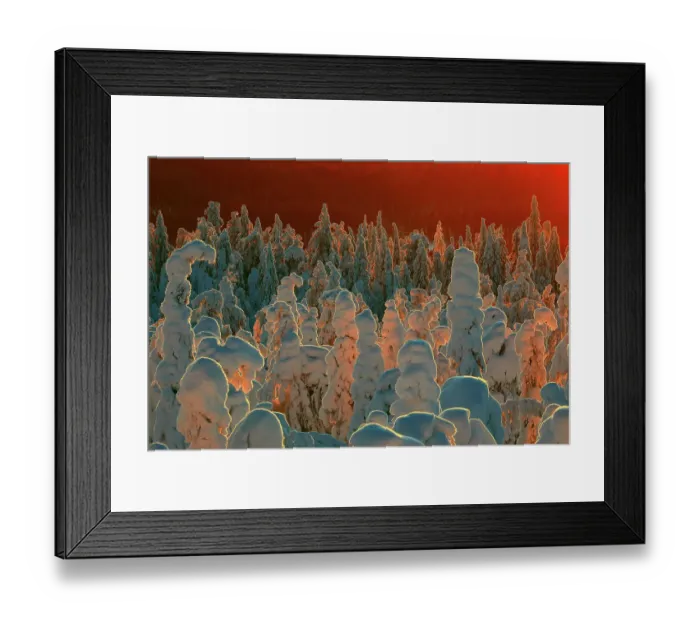Framed Print : Snow-covered taiga forest in Finland. Honoured in the MontPhoto awards 2020 Framed Print : Snow-covered taiga forest in Finland. Honoured in the MontPhoto awards 2020