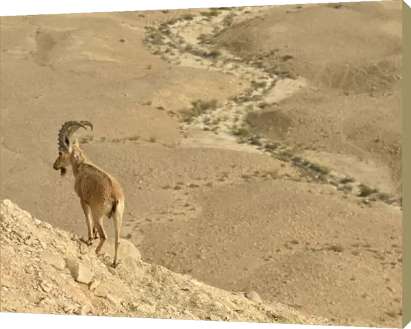 Nubian ibex (Capra nubiana), male standing in dry environment, Negev desert, Israel