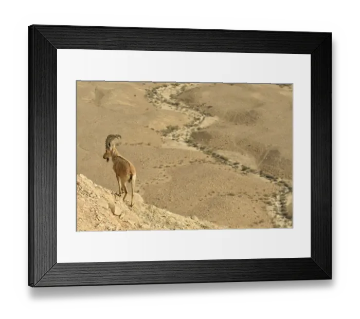 Framed Print : Nubian ibex (Capra nubiana), male standing in dry environment, Negev desert, Israel Framed Print : Nubian ibex (Capra nubiana), male standing in dry environment, Negev desert, Israel