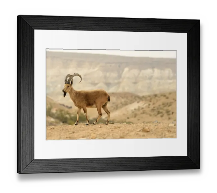 Framed Print : Nubian ibex (Capra nubiana), male standing in dry environment, Negev desert, Israel Framed Print : Nubian ibex (Capra nubiana), male standing in dry environment, Negev desert, Israel