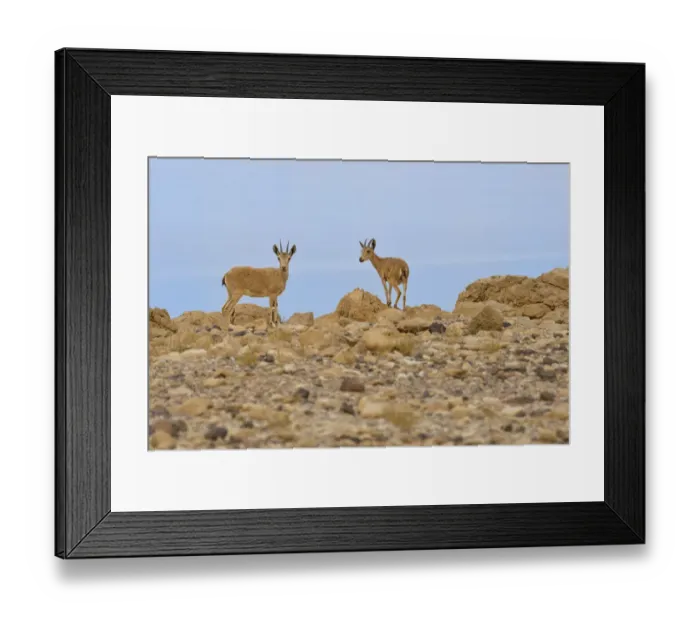 Framed Print : Nubian ibex (Capra nubiana), young females standing on rocks, Dead Sea, Israel, May Framed Print : Nubian ibex (Capra nubiana), young females standing on rocks, Dead Sea, Israel, May
