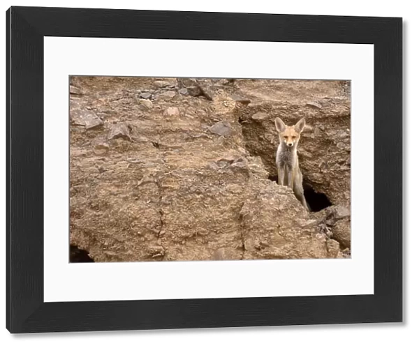 Red fox (Vulpes vulpes), peeking from a hole in rocks, Negev desert, Israel, May