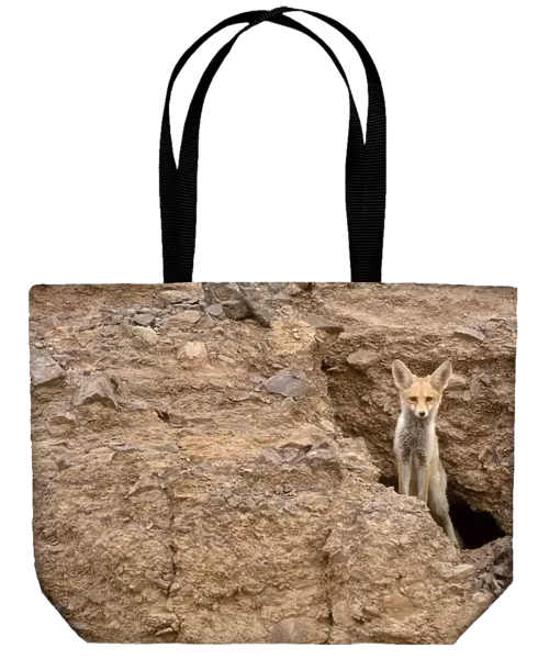 Red fox (Vulpes vulpes), peeking from a hole in rocks, Negev desert, Israel, May
