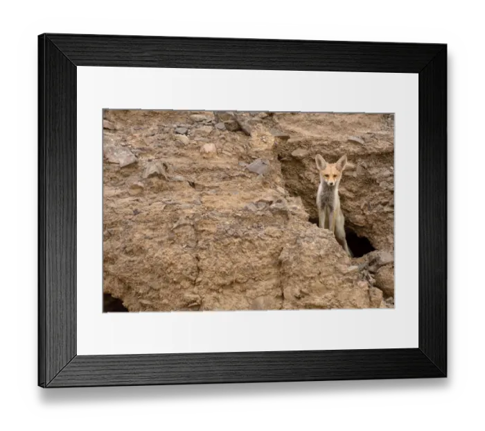 Framed Print : Red fox (Vulpes vulpes), peeking from a hole in rocks, Negev desert, Israel, May Framed Print : Red fox (Vulpes vulpes), peeking from a hole in rocks, Negev desert, Israel, May