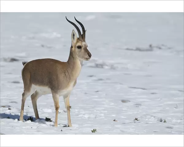 Tibetan gazelle  /  Goa (Procapra picticaudata) Keke Xili  /  Hoh Xil Nature Reserve