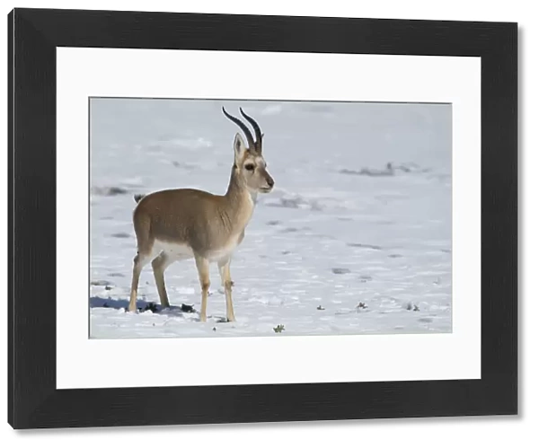Tibetan gazelle  /  Goa (Procapra picticaudata) Keke Xili  /  Hoh Xil Nature Reserve