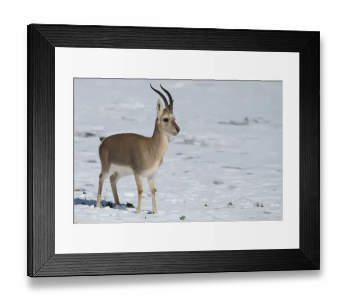 Framed Print : Tibetan gazelle / Goa (Procapra picticaudata) Keke Xili / Hoh Xil Nature Reserve Framed Print : Tibetan gazelle / Goa (Procapra picticaudata) Keke Xili / Hoh Xil Nature Reserve