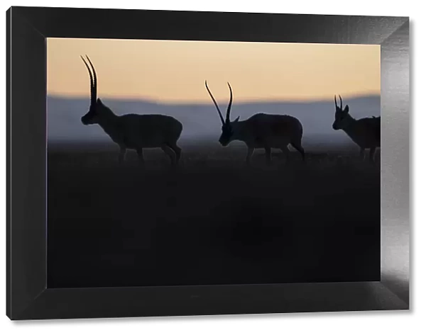 Tibetan antelope  /  Chiru (Pantholops hodgsonii) three silhouetted