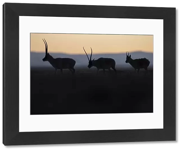 Tibetan antelope  /  Chiru (Pantholops hodgsonii) three silhouetted