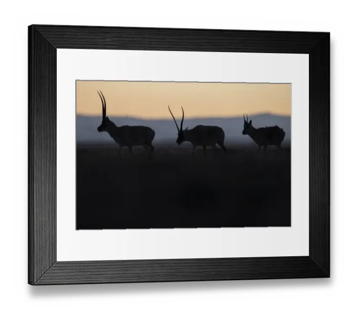 Framed Print : Tibetan antelope / Chiru (Pantholops hodgsonii) three silhouetted Framed Print : Tibetan antelope / Chiru (Pantholops hodgsonii) three silhouetted