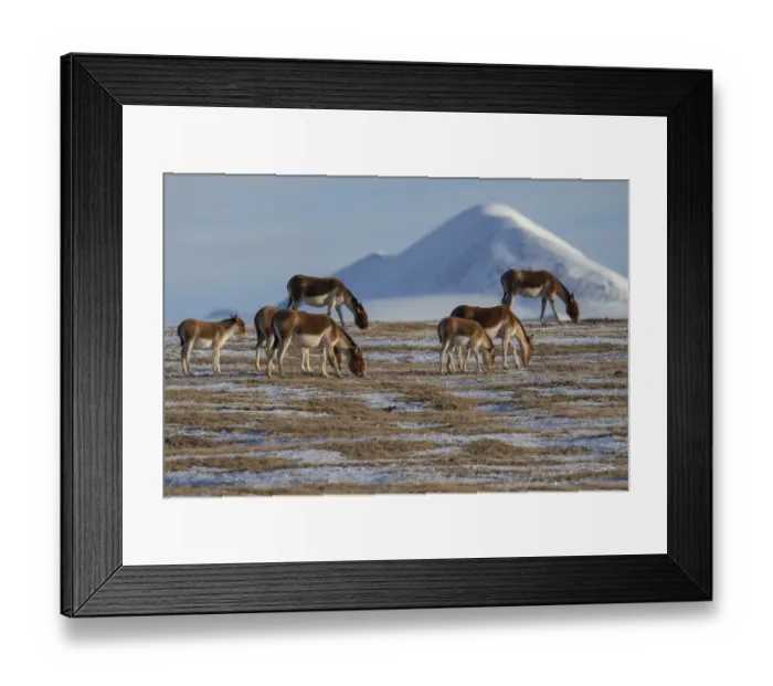 Framed Print : Kiang or Tibetan Wild ass (Equus kiang) Keke Xili / Hoh Xil Nature Reserve Framed Print : Kiang or Tibetan Wild ass (Equus kiang) Keke Xili / Hoh Xil Nature Reserve