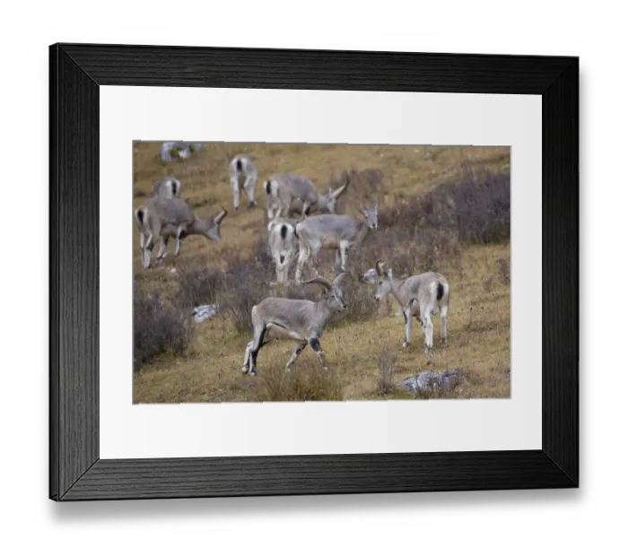 Framed Print : Blue sheep (Ovis nahoor) Angsai Nature Reserve (Valley of the Cats) Framed Print : Blue sheep (Ovis nahoor) Angsai Nature Reserve (Valley of the Cats)