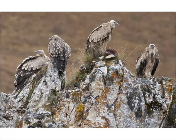 Himalayan griffon vulture (Gyps himalayensis) Angsai Nature Reserve (Valley of the Cats)