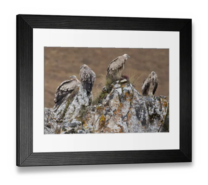 Framed Print : Himalayan griffon vulture (Gyps himalayensis) Angsai Nature Reserve (Valley of the Cats) Framed Print : Himalayan griffon vulture (Gyps himalayensis) Angsai Nature Reserve (Valley of the Cats)