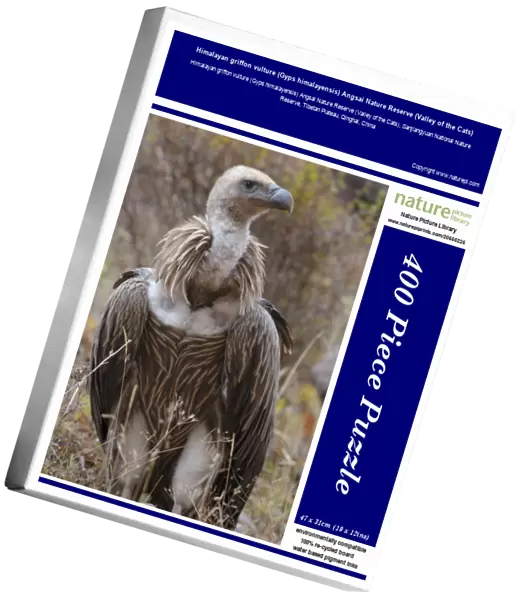 Himalayan griffon vulture (Gyps himalayensis) Angsai Nature Reserve (Valley of the Cats)