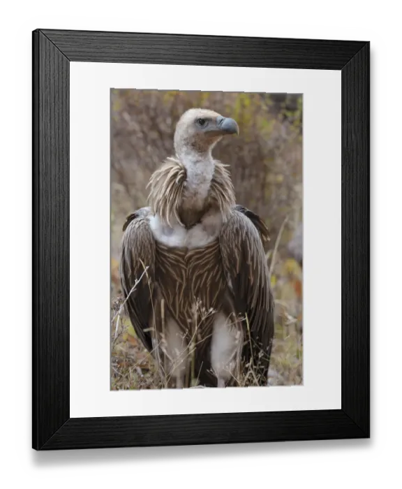 Framed Print : Himalayan griffon vulture (Gyps himalayensis) Angsai Nature Reserve (Valley of the Cats) Framed Print : Himalayan griffon vulture (Gyps himalayensis) Angsai Nature Reserve (Valley of the Cats)
