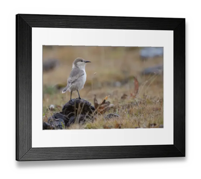 Framed Print : Tibetan ground-tit (Pseudopodoces humilis) Angsai Nature Reserve Framed Print : Tibetan ground-tit (Pseudopodoces humilis) Angsai Nature Reserve