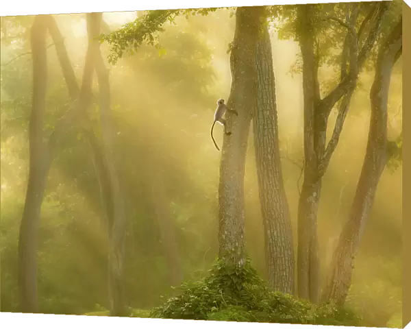 Langur monkey (Semnopithecus) climbing tree in misty forest at dawn, India, November