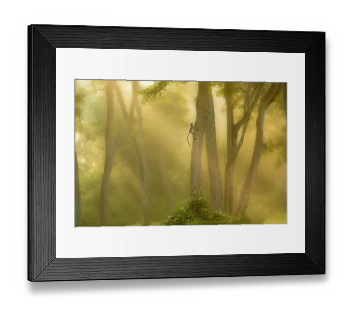 Framed Print : Langur monkey (Semnopithecus) climbing tree in misty forest at dawn, India, November Framed Print : Langur monkey (Semnopithecus) climbing tree in misty forest at dawn, India, November