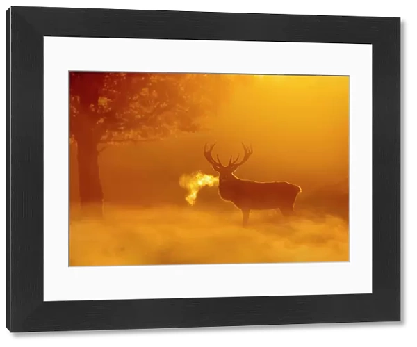 Red deer (Cervus elaphus) backlit at dawn with visible breath. UK. October