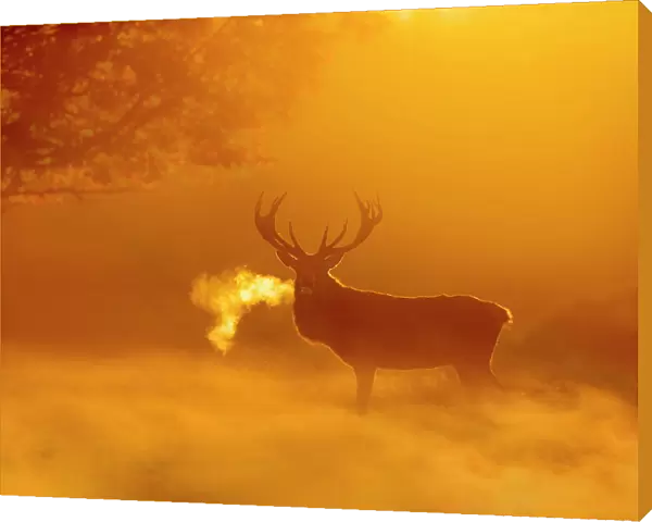 Red deer (Cervus elaphus) backlit at dawn with visible breath. UK. October