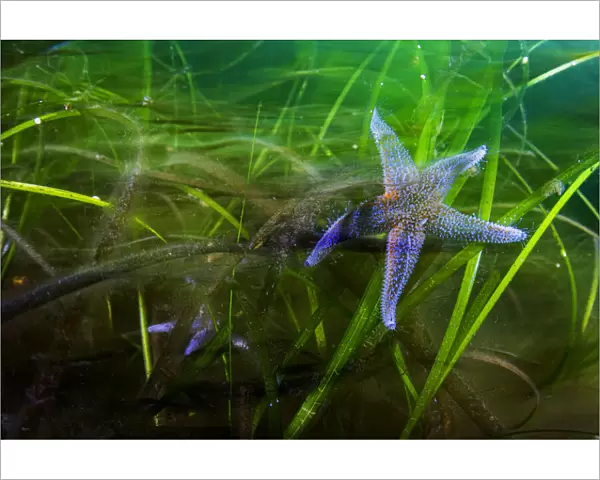 Northern sea star (Asterias rubens), two feeding in Eelgrass (Zostera marina) bed