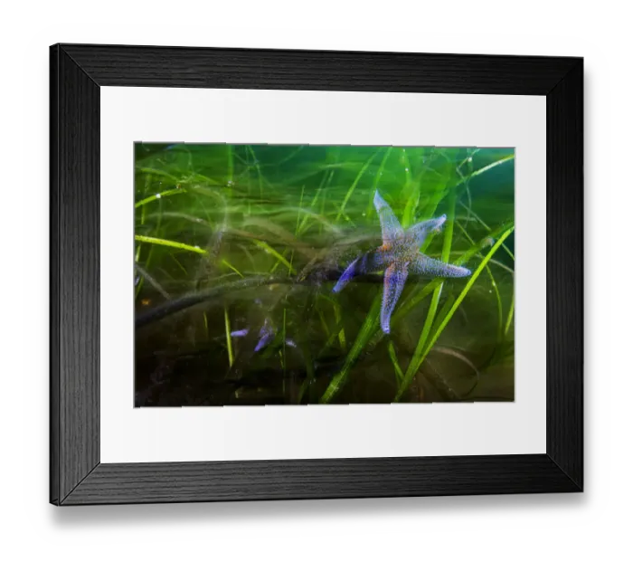 Framed Print : Northern sea star (Asterias rubens), two feeding in Eelgrass (Zostera marina) bed Framed Print : Northern sea star (Asterias rubens), two feeding in Eelgrass (Zostera marina) bed