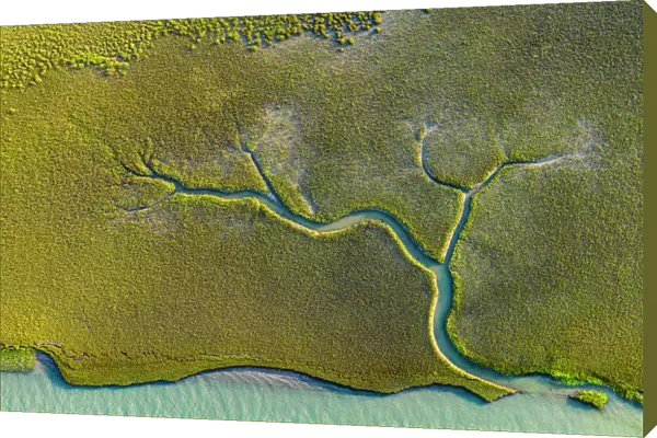 Aerial view of tidal channels in marshland, with tree like appearance
