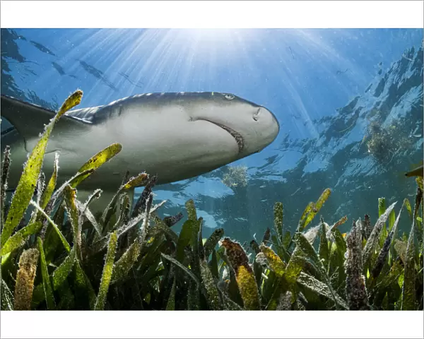 Lemon shark (Negaprion brevirostris) hunting over Turtlegrass (Thalassia testudinum