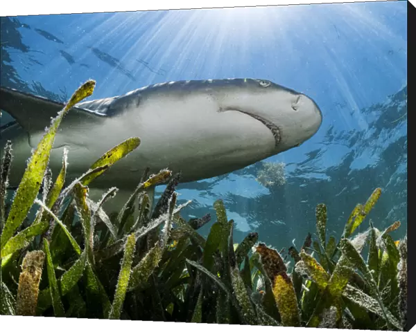 Lemon shark (Negaprion brevirostris) hunting over Turtlegrass (Thalassia testudinum