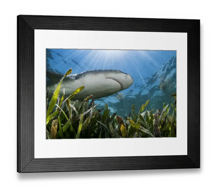 Framed Print : Lemon shark (Negaprion brevirostris) hunting over Turtlegrass (Thalassia testudinum Framed Print : Lemon shark (Negaprion brevirostris) hunting over Turtlegrass (Thalassia testudinum