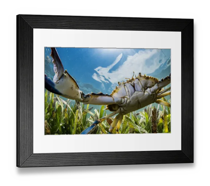 Framed Print : Atlantic blue crab (Callinectes sapidus) hunting in Turtlegrass (Thalassia testudinum Framed Print : Atlantic blue crab (Callinectes sapidus) hunting in Turtlegrass (Thalassia testudinum