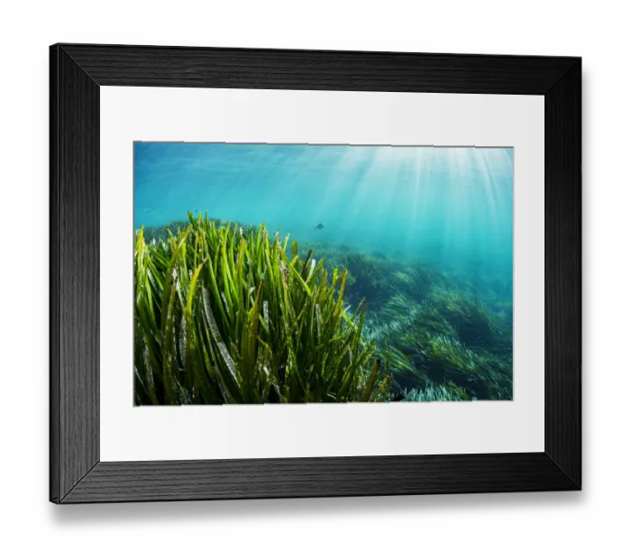 Framed Print : Neptune seagrass (Posidonia oceanica) bed, sun rays shining through water Framed Print : Neptune seagrass (Posidonia oceanica) bed, sun rays shining through water