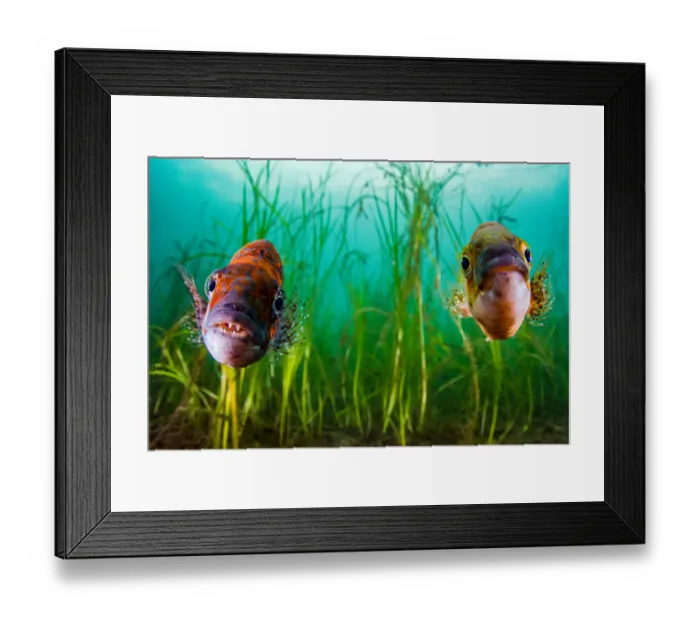 Framed Print : Cunner (Tautogolabrus adspersus) pair in Eelgrass (Zostera marina) bed Framed Print : Cunner (Tautogolabrus adspersus) pair in Eelgrass (Zostera marina) bed