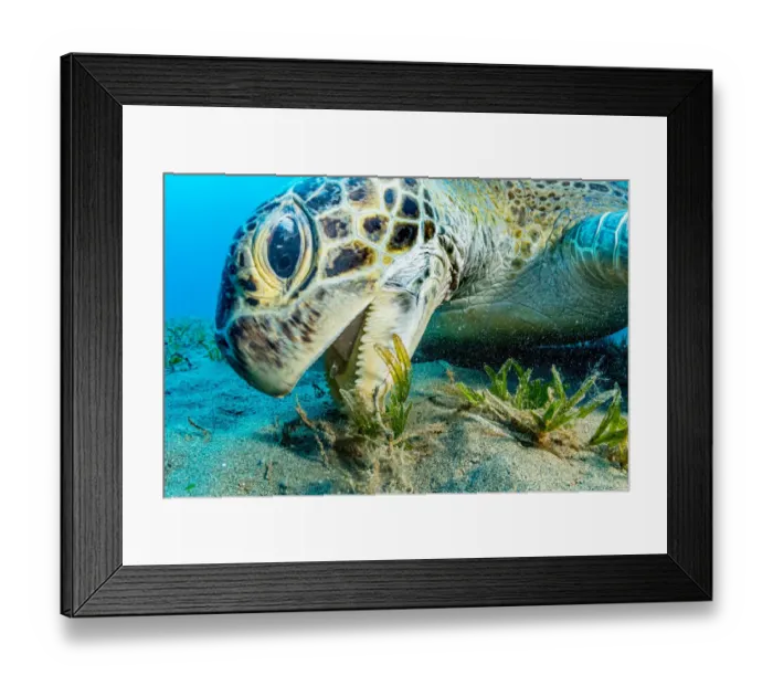 Framed Print : Green sea turtle (Chelonia mydas) grazing on Turtlegrass (Halophila stipulacea), close up Framed Print : Green sea turtle (Chelonia mydas) grazing on Turtlegrass (Halophila stipulacea), close up