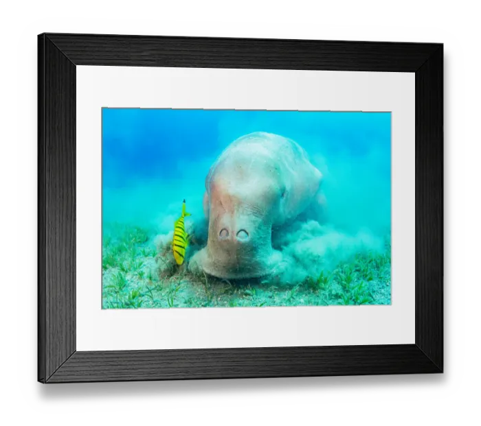 Framed Print : Dugong (Dugong dugon) feeding on Tapegrass (Halophila stipulacea) Framed Print : Dugong (Dugong dugon) feeding on Tapegrass (Halophila stipulacea)